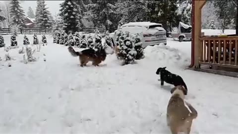 Dogs