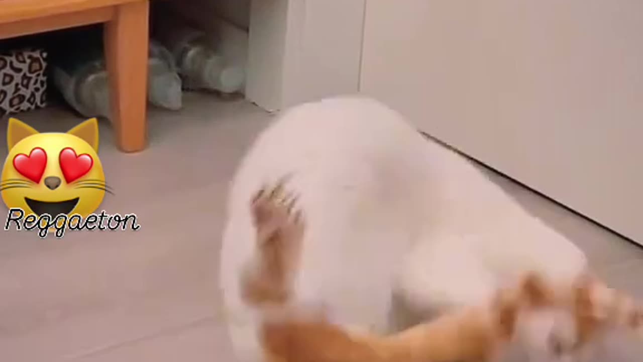 #cats attacked by their own tails 😂