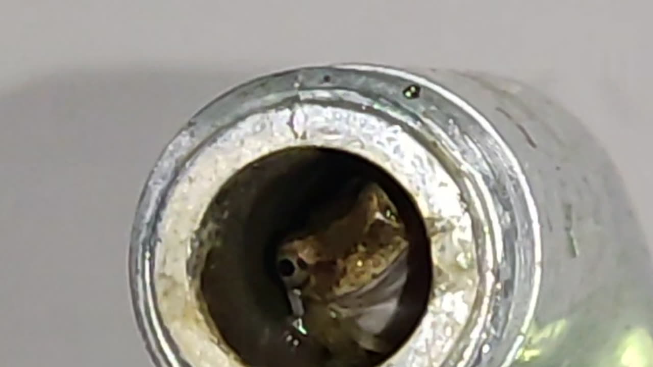 This Frog is a Pipe Peeper