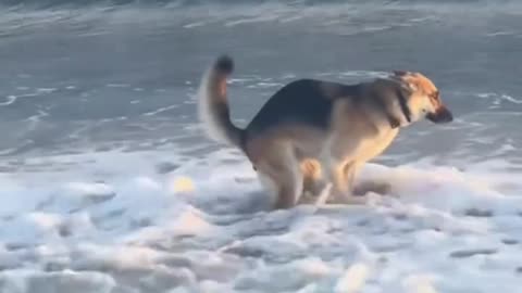 "Dog Caught Pooping in the Ocean!"