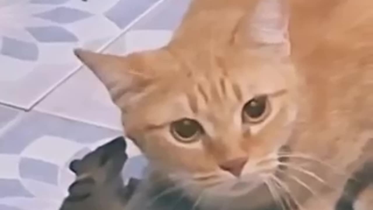 Cat Won't Get the Job Done 😂😂