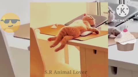 Funny Cats compilations