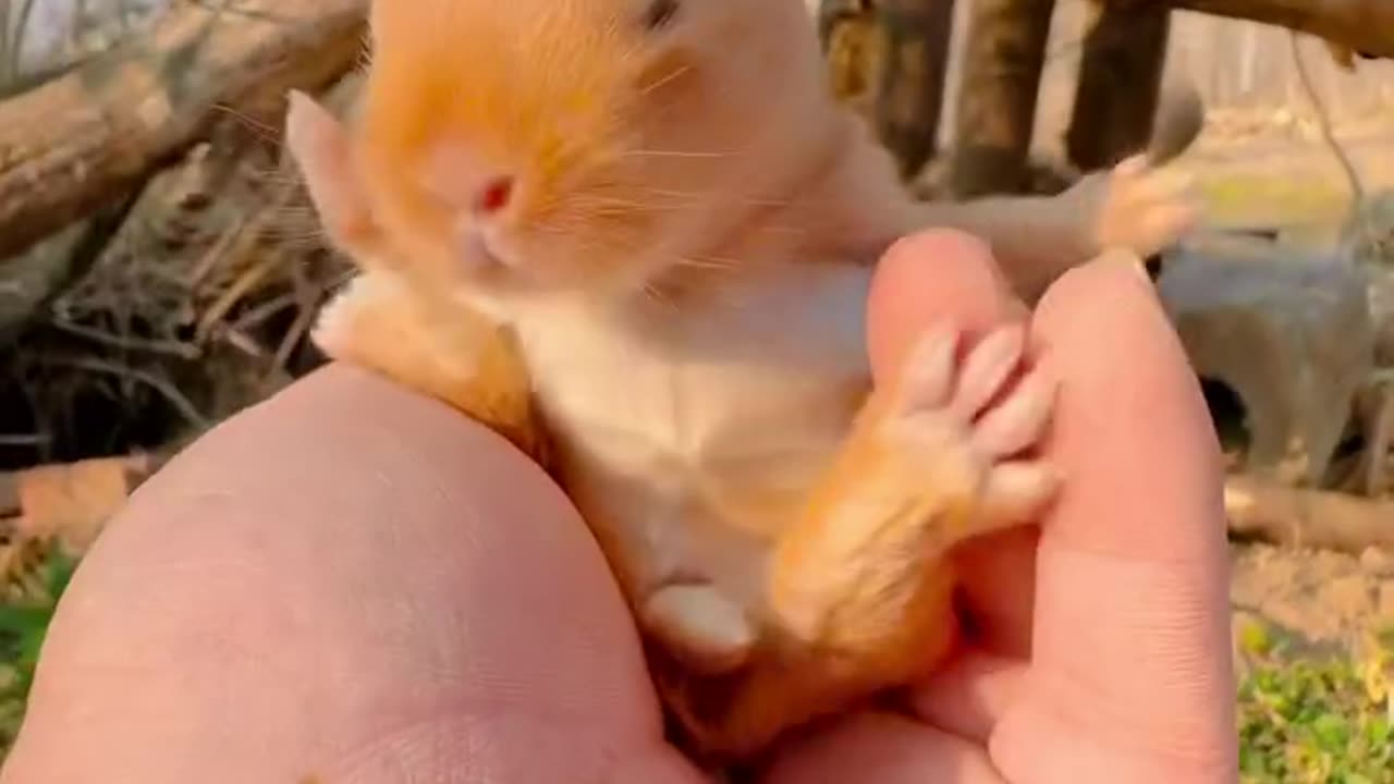 Do you love bunny babies 🥰