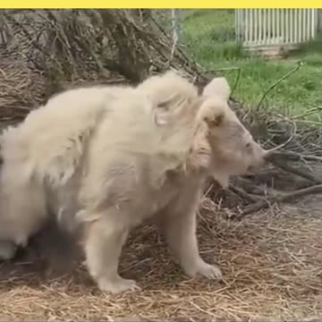 Hilarious Animal Moments – The Funniest Pets and Wildlife