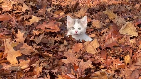 Kitten Pounces Through Autumn Leaves