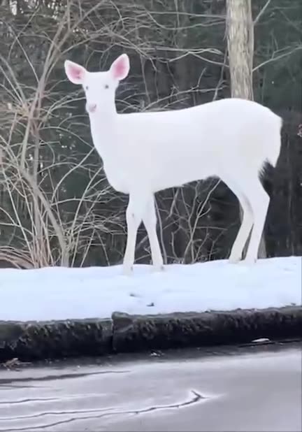 Albino deer 😊