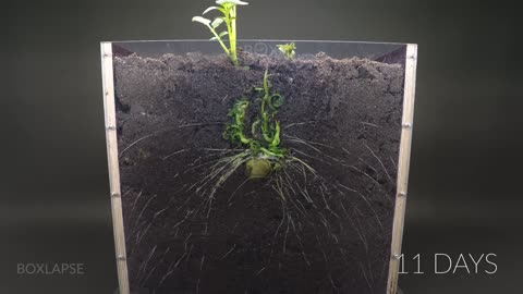 Potato Growing Underground Time Lapse - 92 days