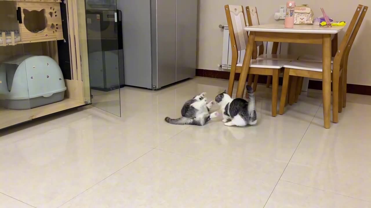 Kitten Rocket Launch! Adorable and Funny Cat Moments