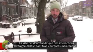 POULET EN FUITE Les dindes sauvages envahissent Montréal !