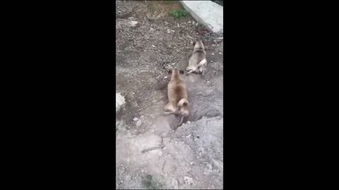 Funny and cute animals