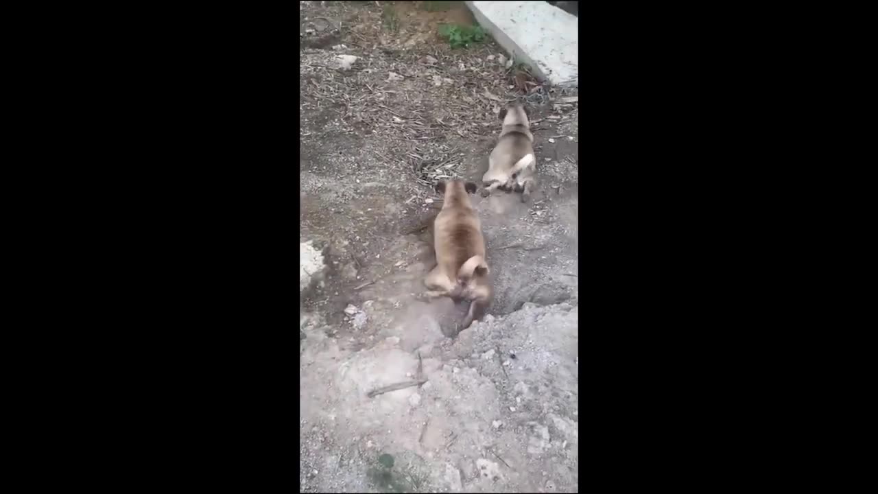 Funny and cute animals