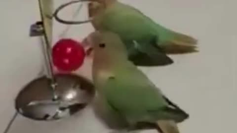 💋Parrots enjoying their Basket Ball Game