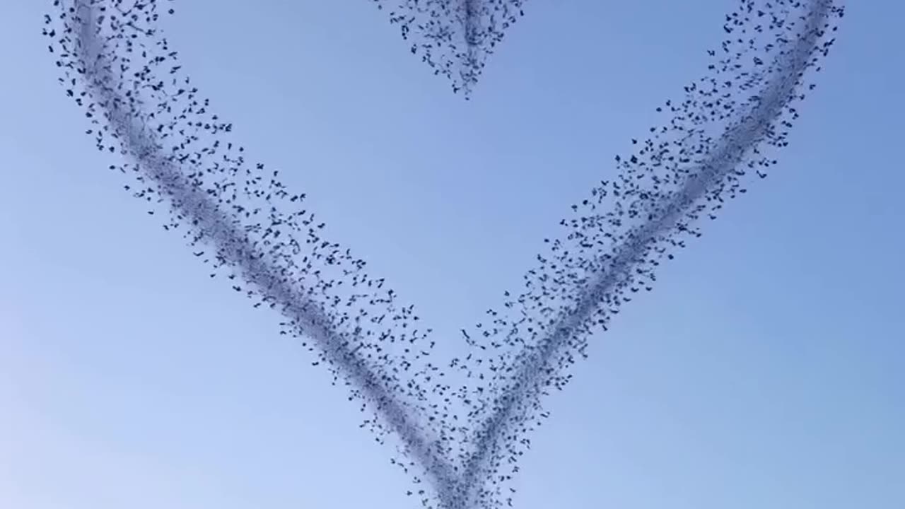 Video 🥰🥰 Love