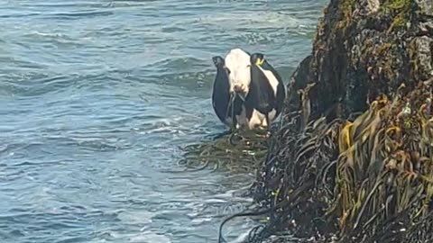 SeaCow Grazes on SeaWeed