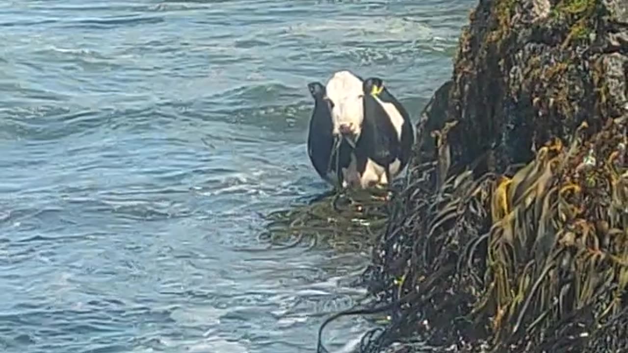 SeaCow Grazes on SeaWeed