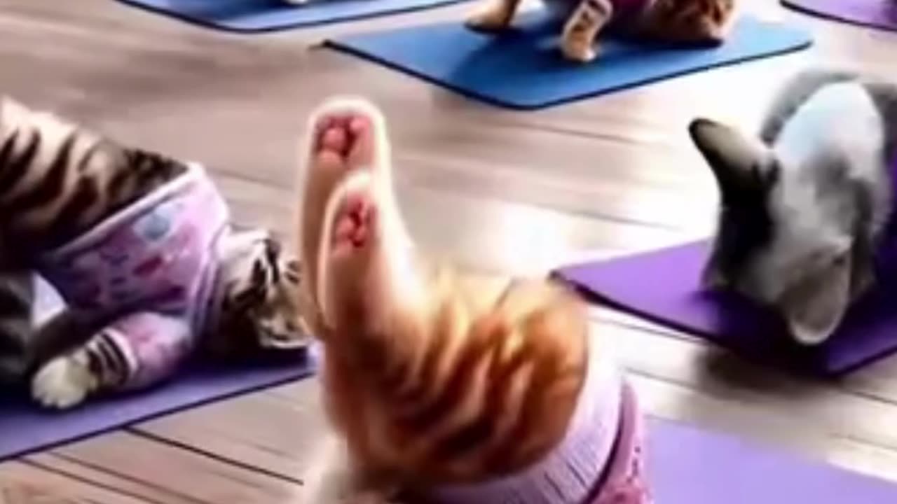 Cute Cat #kittens #kittens_of_world