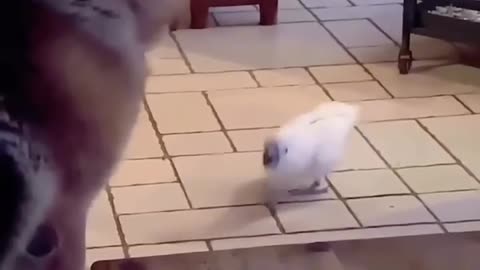 parrot imitation show!!!