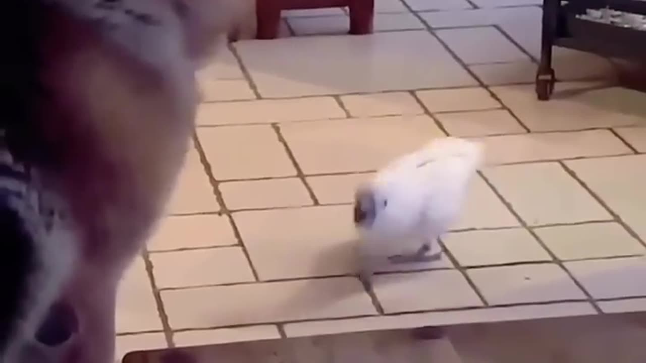 parrot imitation show!!!