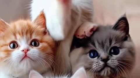 Cute cats