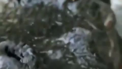 TO ATTRACT A MATE MALE ALLIGATORS VIBRATE THEIR LARYNX TO LET OUT DEEP GROWLS