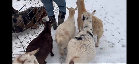 Snow Day on the Farm! Too Cold for Baby Pigs?!