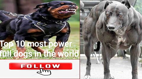 Power full dogs