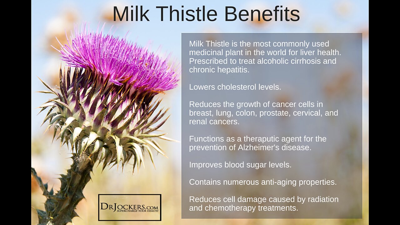 Wild Thistle: Edible and Medicinal Uses