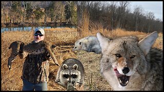 How To Catch Doubles on Coyotes. Predator Management on a Kentucky Hunting Lease