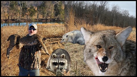 How To Catch Doubles on Coyotes. Predator Management on a Kentucky Hunting Lease