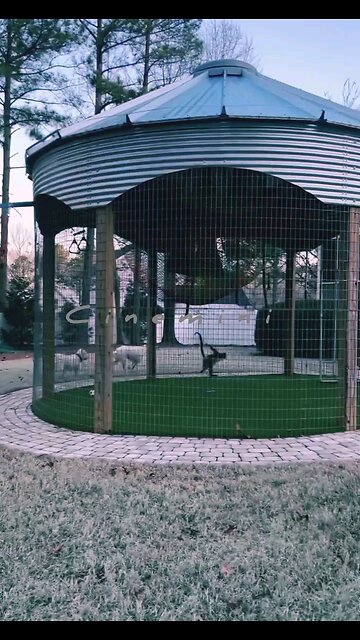 Zen NEWSMAX2 LIVE Service Dog Helps Owner In Distress@Silly Husky Is Really Enjoying