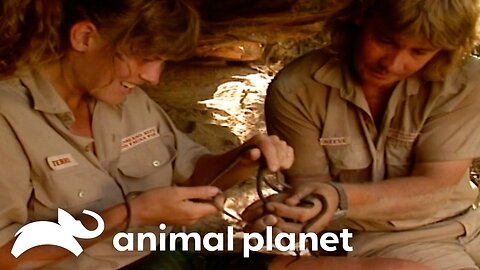 Steve and Terri Irwin Play With Pythons! The Crocodile Hunter Animal Pla