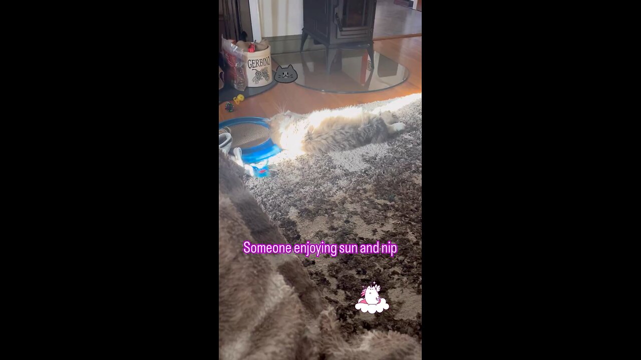 Sun and Catnip