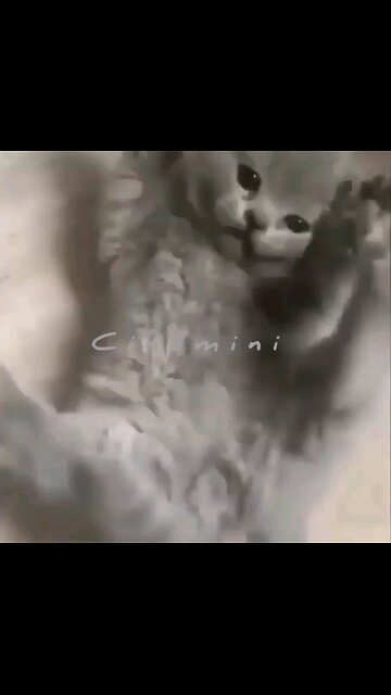 supercat HeroicAnimals Viral Hey one in a Million love cat😻💖🐶@