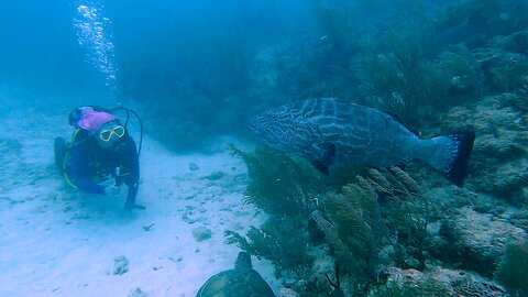 Curious goliath grouper supervises scuba diver filming sea turtle