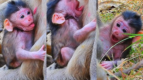 Such Adorable Newborn BABY Monkey JORANI In All ACTIONs Today