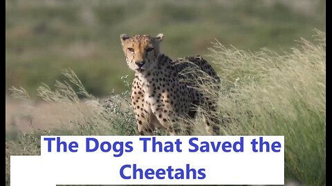 The Dogs That Saved the Cheetahs: A Tale of Unlikely Heroes