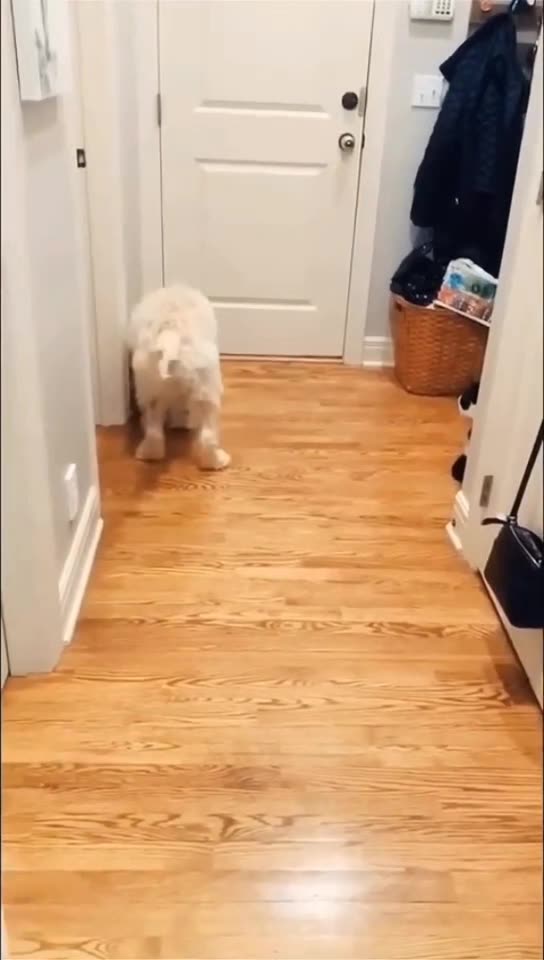 Are Those Animals funny?