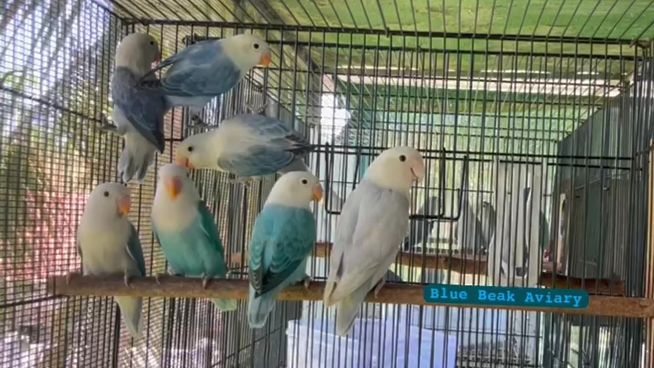 Lovebirds