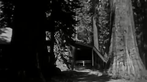 Big Trees Yosemite 1935