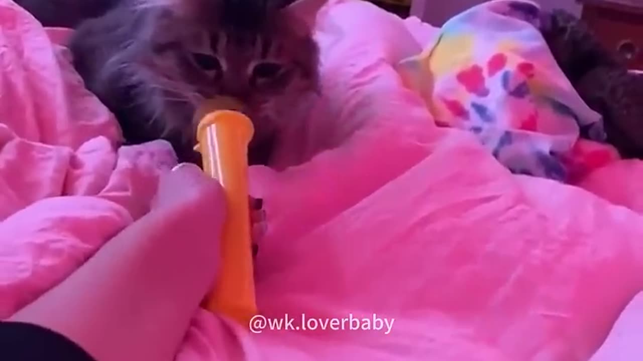 Funny cats and animals videos