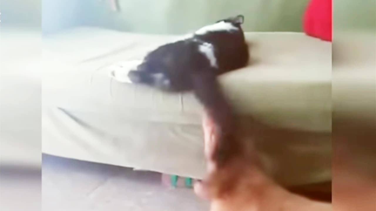 Funny Animal Videos. You will lose yourself laughing as you watch.