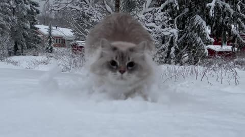 Cat Leaps Through Deep Snow