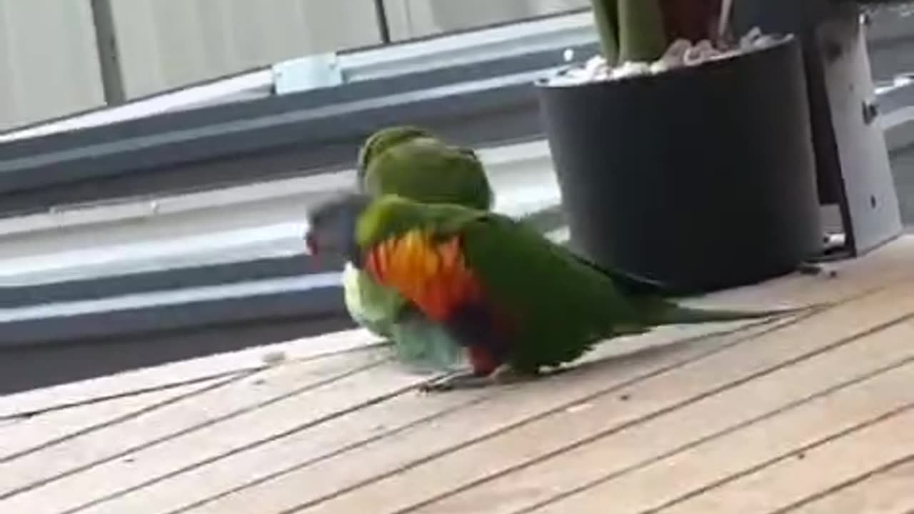 The one with the most acting talent🦜