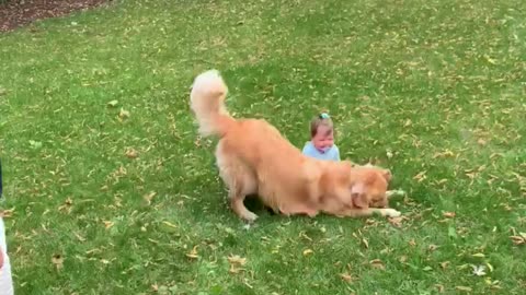 Golden Retriever Bowls Over Baby