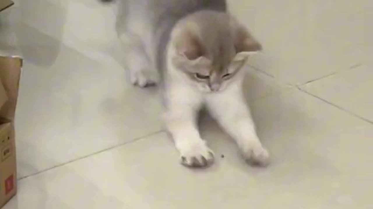 "Silly cat, what kind of move is this?"