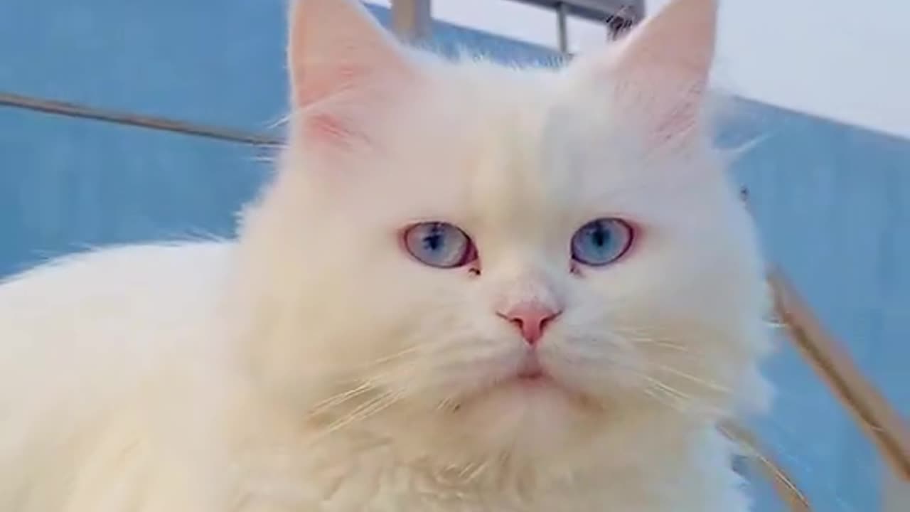 Beautiful white Cat 😺🤍