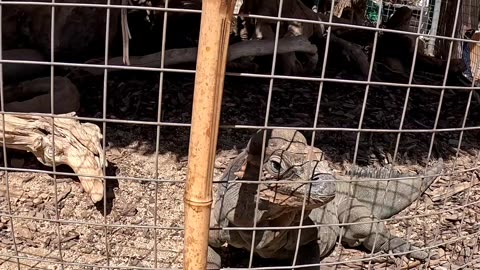 Rhinoceros iguana at a Reptile Zoo in La Paz Mexico