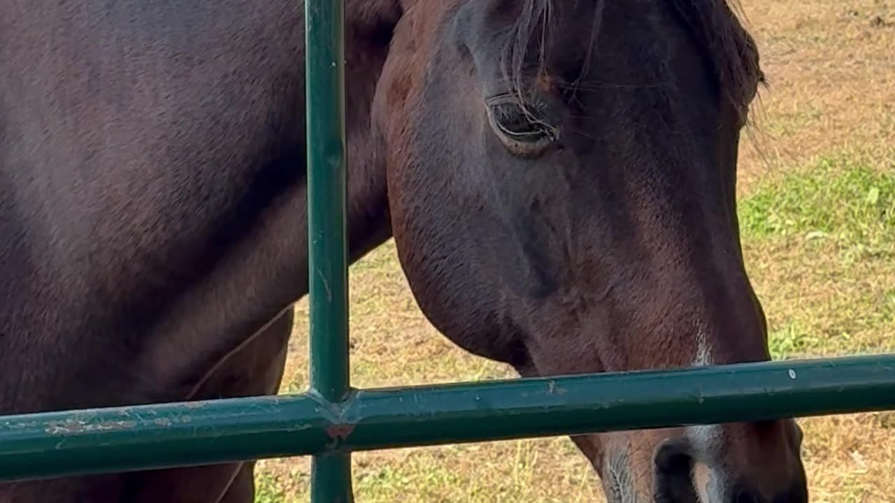 Goofiest Horse On The Farm