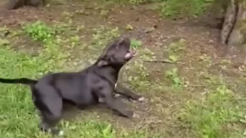 The most funny animal action