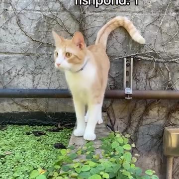 Cats being cats 🤣🤣